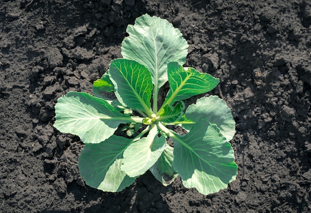 Faire pousser du chou dans le jardin en plein air, des buissons de chou blanc sur le sol noir.