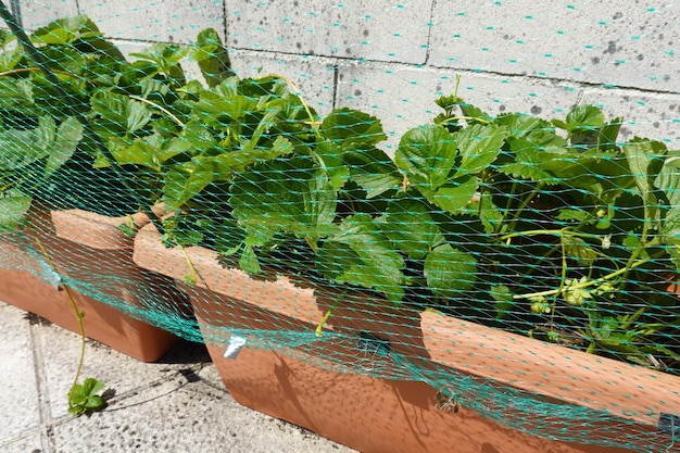 faire pousser des fraises en pot Planter des fraises en pot cultiver en terrasse
