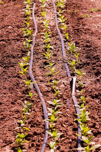 Faire pousser des herbes dans le potager.