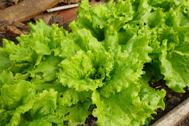 faire pousser de la laitue dans le jardin de la cour feuilles de laitue fraîche du jardin