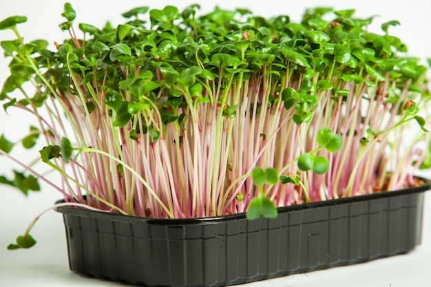faire pousser des micro-plantes à la maison ou des plantes crues pour les végétaliens