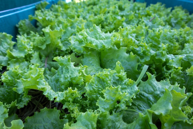 Photo faire pousser de la salade à la maison. gros plan de la culture de la salade verte dans un pot de fleurs.