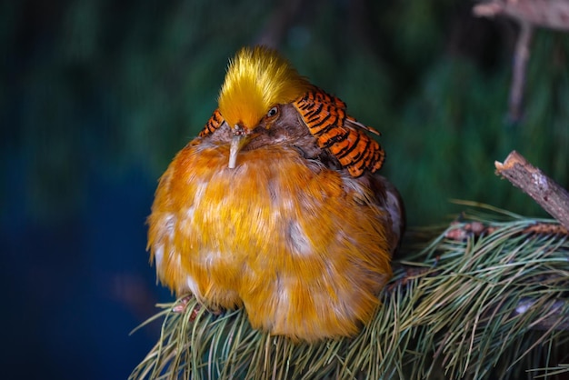 Un faisan chinois doré dodu est assis dans un arbre Portrait d'un oiseau lumineux et coloré