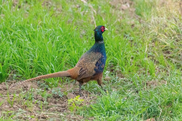 Faisan de Colchide Mâle (Phasianus colchicus) Faisan de Colchide