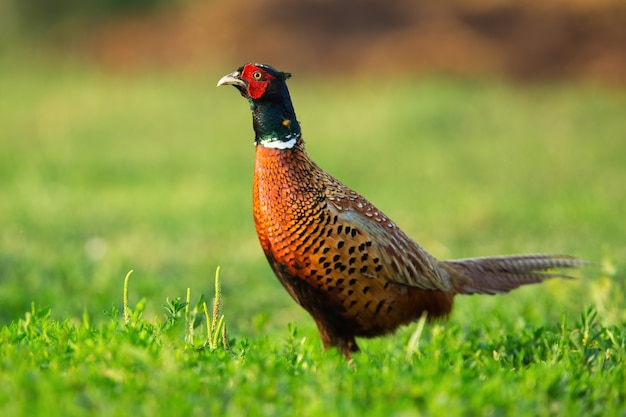 Faisan commun debout sur l'herbe au printemps nature