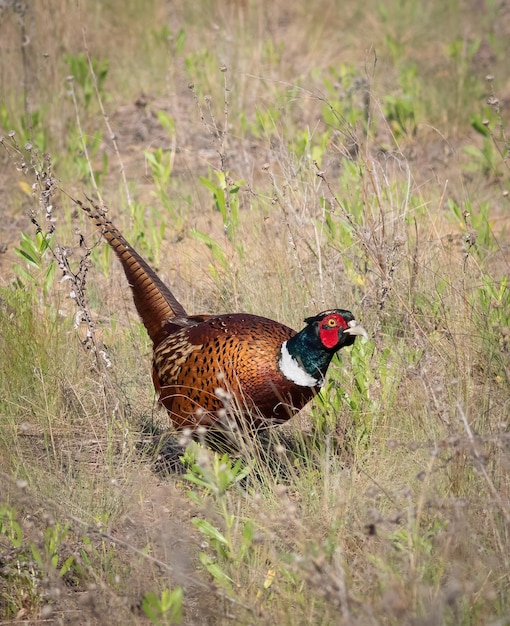 Faisan commun Phasianus colchicus Faisan de Colchide Le mâle se dresse dans une prairie envahie