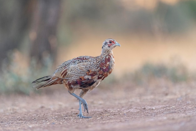 Le faisan commun (Phasianus colchicus) Tolède, Espagne