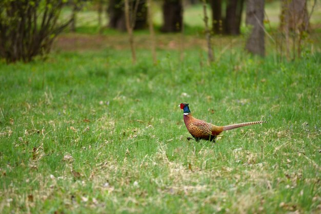 Faisan à cou ringé Phasianus colchicus