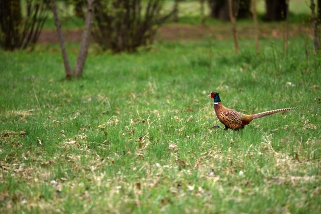 Photo faisan à cou ringé phasianus colchicus