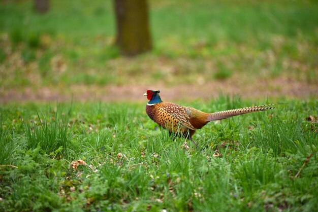 Photo faisan à cou ringé phasianus colchicus