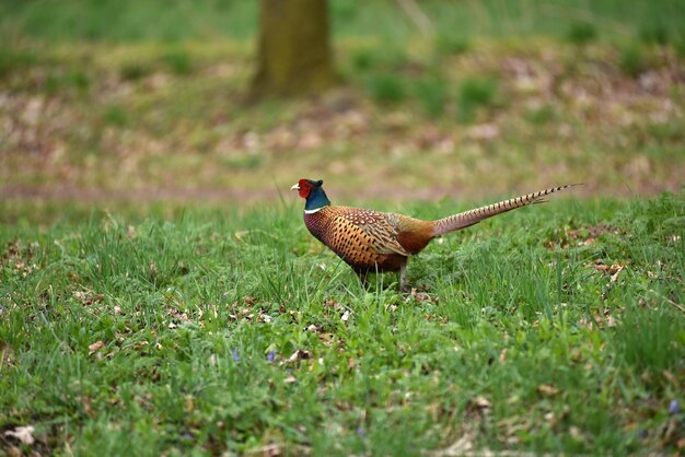 Faisan à cou rond Phasianus colchicus