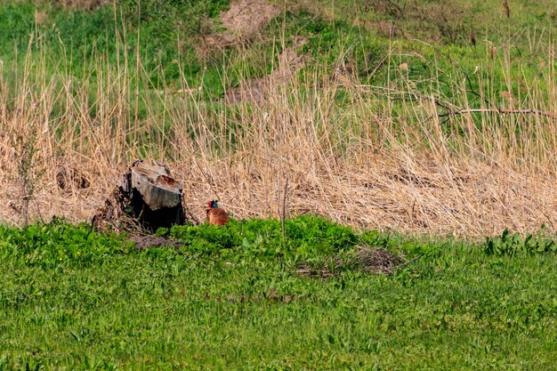 Faisan dans l'herbe verte sur un pré