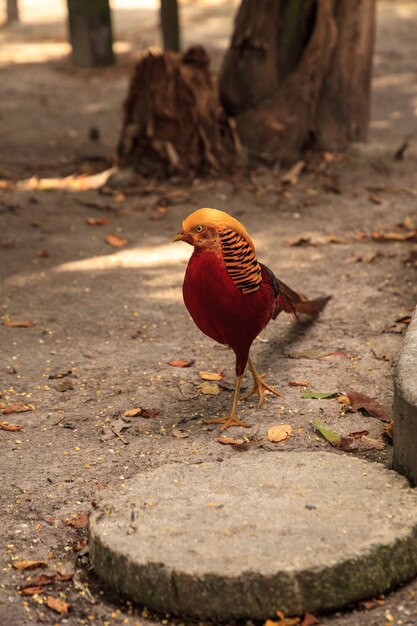 Photo le faisan doré chinois mâle chrysolophus pictus se trouve en chine