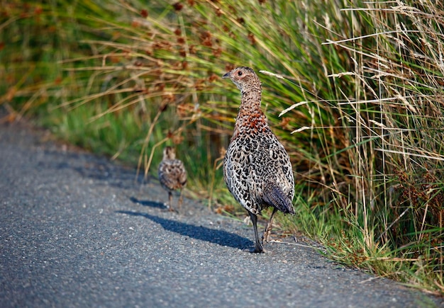 Faisan femelle et poussin au bord de la route