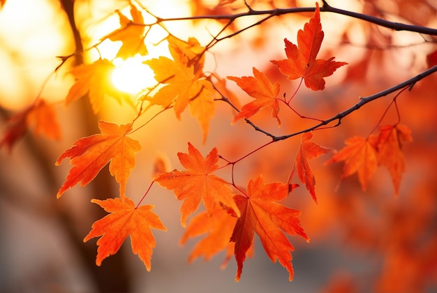 Le faisceau de soleil brille à travers les feuilles rouges d'automne la forêt d'hiver les feuilles rouge vif et orange l'IA générative