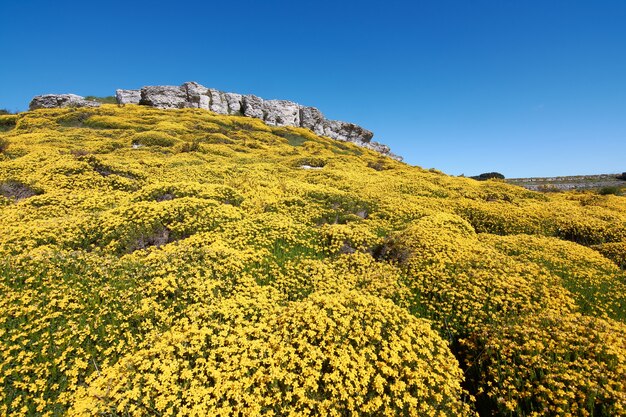 Falaise de fleurs jaunes