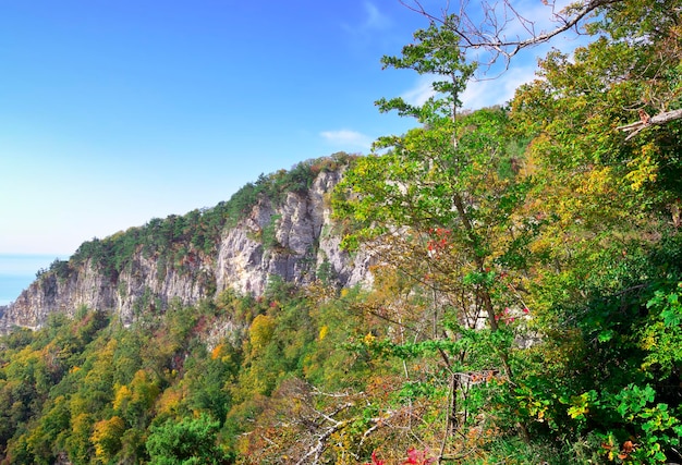 Une falaise rocheuse parmi les arbres lumineux du parc national de Sotchi Territoire de Krasnodar Russie 2021