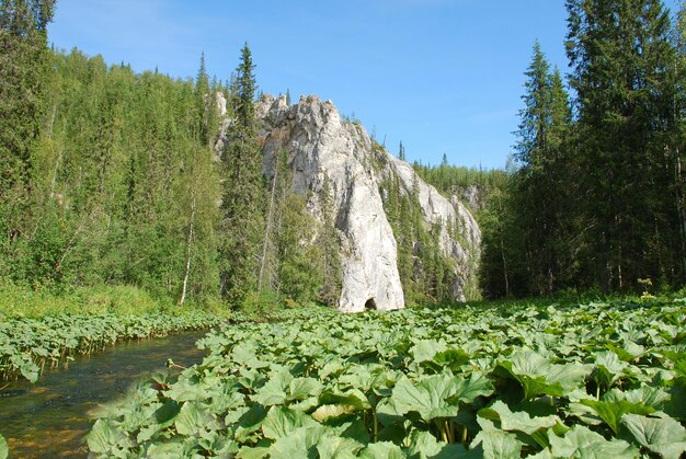 Falaises au bord de la rivière