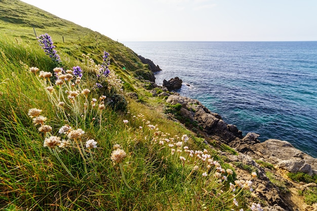 Falaises surplombant la mer avec des prairies d'herbe verte et de fleurs en été