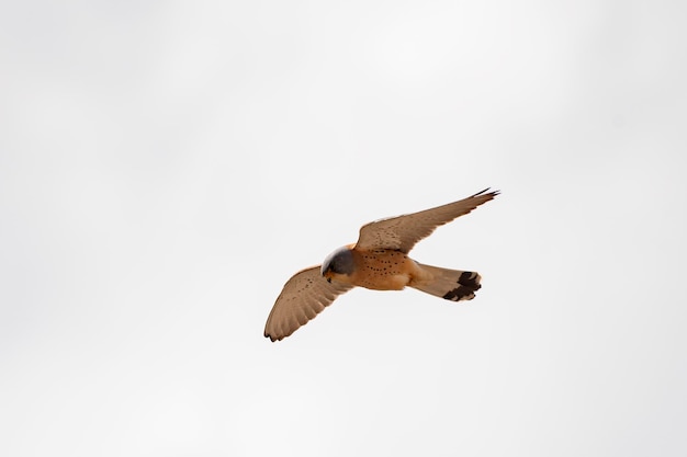 Falco naumanni - Le faucon crécerellette est une espèce d'oiseau falconiforme de la famille des Falconidae.