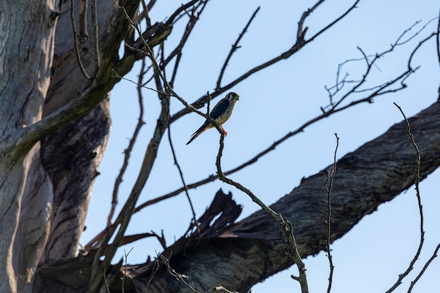 Falco sparverius reposant sur une branche d'un arbre sec, dans une journée de ciel bleu, belle journée ensoleillée.