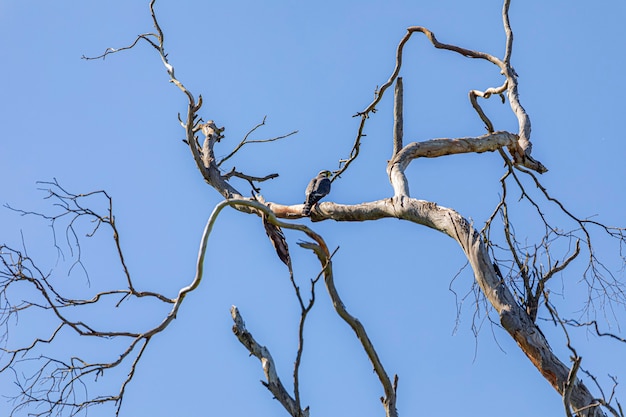 Falco sparverius reposant sur une branche d'un arbre sec, dans une journée de ciel bleu, belle journée ensoleillée.