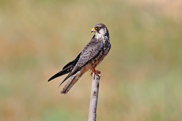 Falcon de l&#39;Amour Falco amurensis Beaux oiseaux de Thaïlande