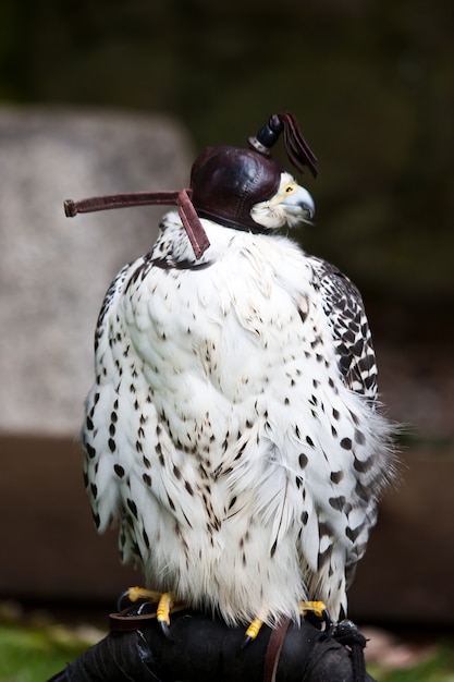 Falcon dans une réserve naturelle, Sutherland, Ecosse