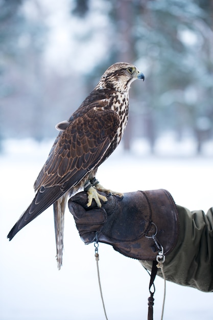 Falcon est assis sur une main