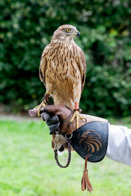 Falcon avec son propriétaire