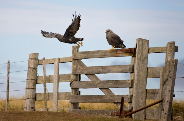 Falkland Variable Hawks Îles Falkland