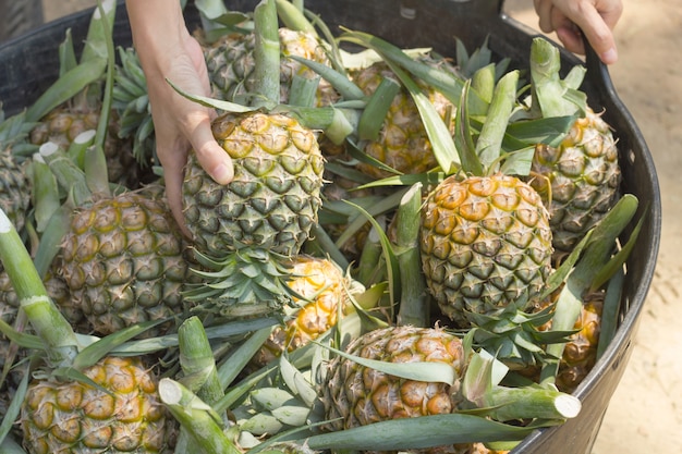 Un Famer montrer leurs marchandises à la clientèle, Montrer le meilleur ananas au client.