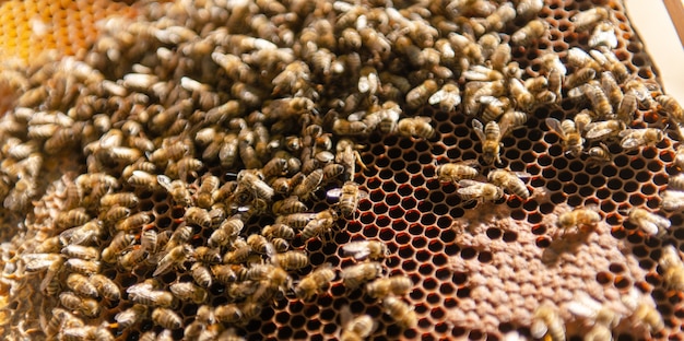 Une famille d'abeilles rampe autour de son utérus. La reine des abeilles rampe dans sa ruche.