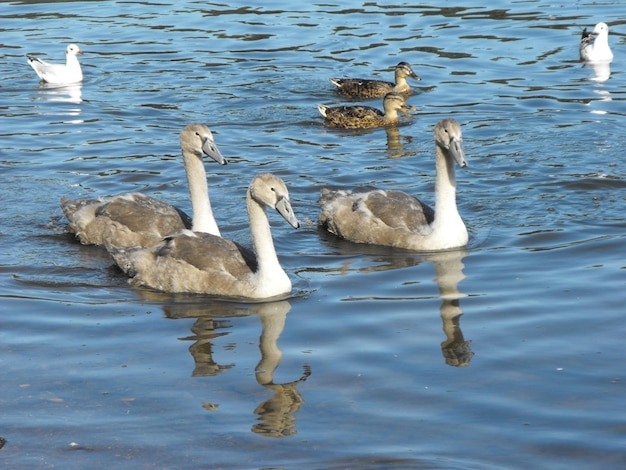 Photo famille d'animaux