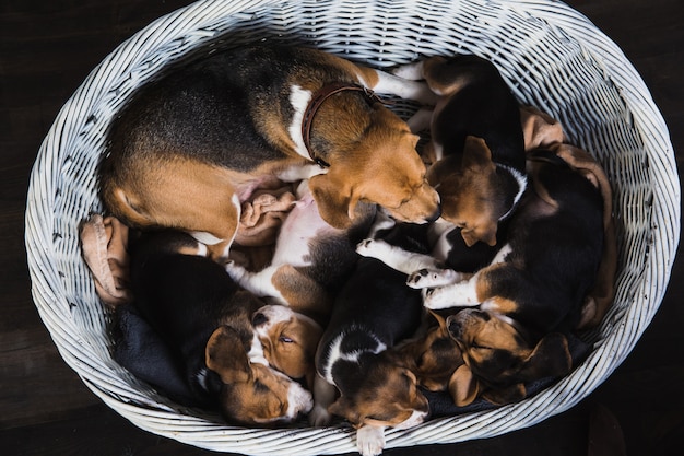 La famille Beagle s'asseoir dans le panier