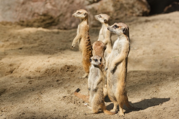 Famille de beaux suricates de mammifères, suricata.