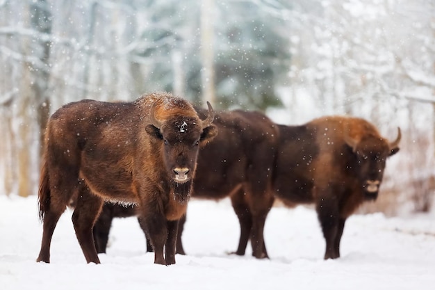Famille de bisons d'Europe dans une forêt enneigée Image de Noël d'hiver naturel