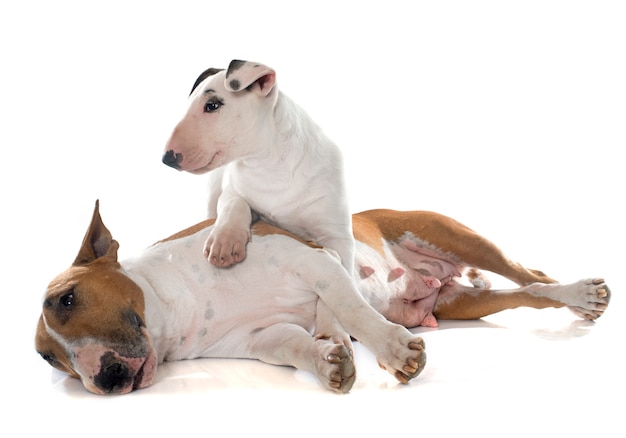 famille bull terrier