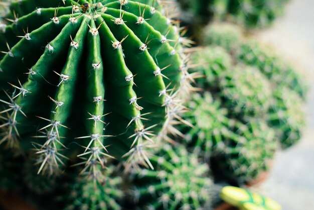 Photo famille des cactus