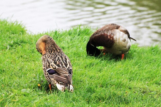 Famille de canards plumes propres mâles et femelles sur la rive du fleuve