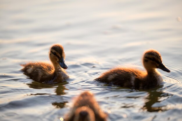 Famille de canards sauvages de mère oiseau et ses poussins nageant sur l'eau du lac au coucher du soleil Concept d'observation des oiseaux