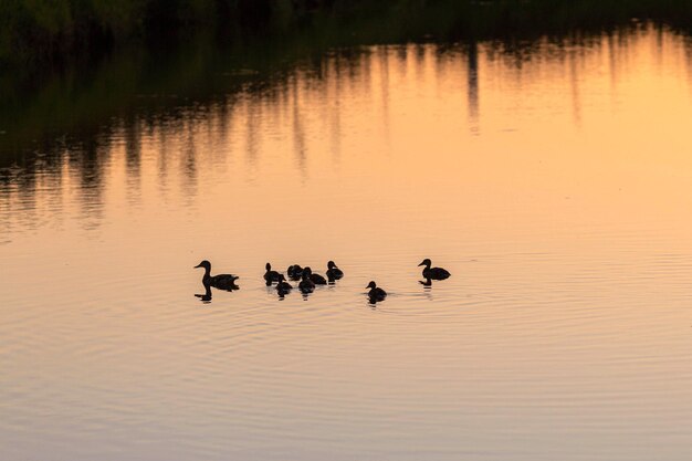 Photo famille de canards