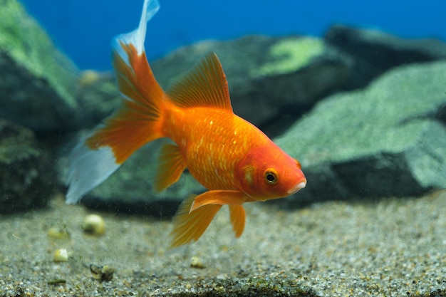 Famille de carpes à nageoires rouges dans un aquarium sur fond de roches sous-marines.