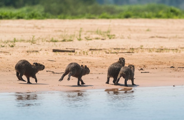 Famille Carpinchos sur une plage des rives de la rivière Cuaiaba Panranal Mato Grosso Brésil