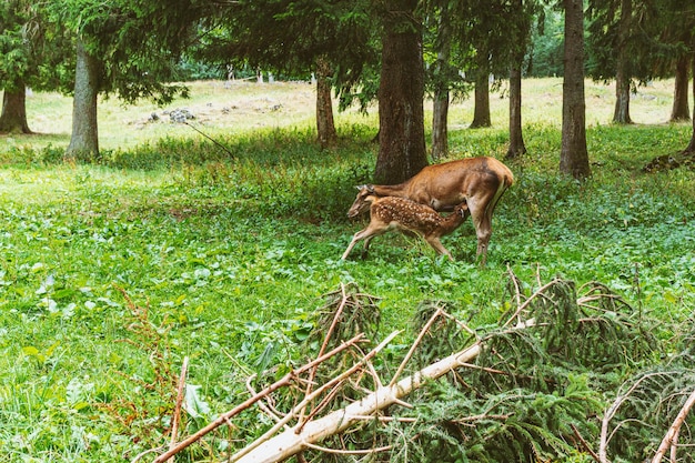 famille de cerfs en réserve. Mère allaitante cerf et bébé faon