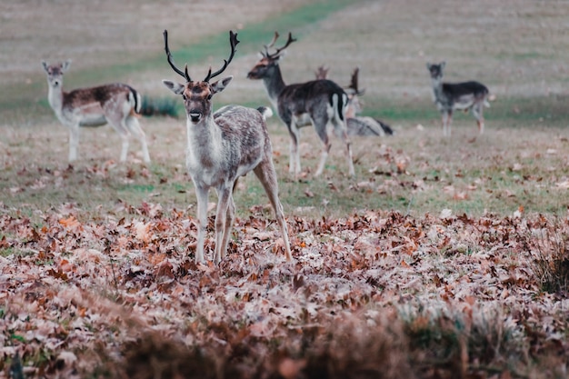 Famille de cerfs à Richmond's Park