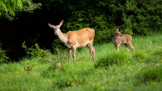 Famille de cerfs rouges avec femelle et veau debout sur le pré vert