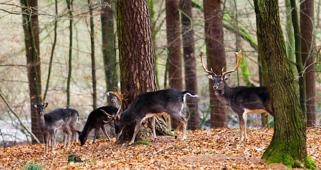 Famille de cerfs