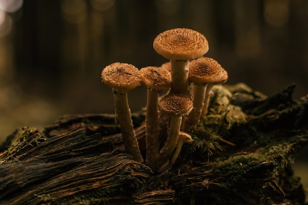 Famille de champignons de miel poussant sur une grande souche pourrie dans la forêt d'automne dans la mousse près des arbres Nature cueillette de champignons