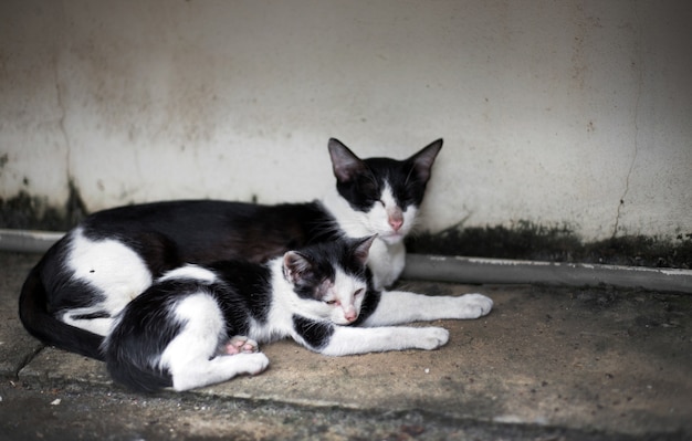 Famille de chaton errant dans la rue dormir avec maman